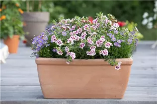 Calibrachoa 'PinkTastic' - Zauberglöckchen 'PinkTastic'