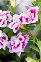 Calibrachoa 'PinkTastic' - Zauberglöckchen 'PinkTastic'