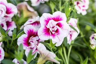 Calibrachoa 'PinkTastic' - Zauberglöckchen 'PinkTastic'