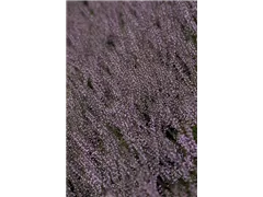 Calluna vulgaris Gardengirls® 'Lena' - Winterharte Knospenheide Gardengirls® 'Lena' Calluna vulgaris Gardengirls® 'Lena' - Winterharte Knospenheide Gardengirls® 'Lena'