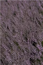 Calluna vulgaris Gardengirls® 'Lena' - Winterharte Knospenheide Gardengirls® 'Lena' Calluna vulgaris Gardengirls® 'Lena' - Winterharte Knospenheide Gardengirls® 'Lena'
