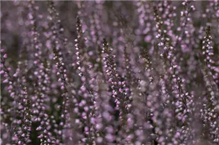 Calluna vulgaris Gardengirls® 'Lena' - Winterharte Knospenheide Gardengirls® 'Lena' Calluna vulgaris Gardengirls® 'Lena' - Winterharte Knospenheide Gardengirls® 'Lena'