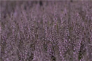 Calluna vulgaris Gardengirls® 'Lena' - Winterharte Knospenheide Gardengirls® 'Lena' Calluna vulgaris Gardengirls® 'Lena' - Winterharte Knospenheide Gardengirls® 'Lena'