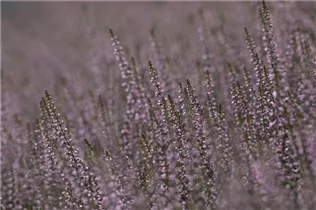 Calluna vulgaris Gardengirls® 'Lena' - Winterharte Knospenheide Gardengirls® 'Lena' Calluna vulgaris Gardengirls® 'Lena' - Winterharte Knospenheide Gardengirls® 'Lena'