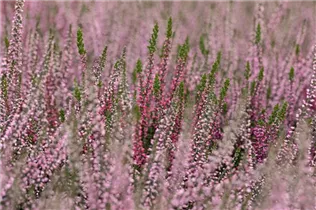 Calluna vulgaris Gardengirls® 'Lena' - Winterharte Knospenheide Gardengirls® 'Lena' Calluna vulgaris Gardengirls® 'Lena' - Winterharte Knospenheide Gardengirls® 'Lena'