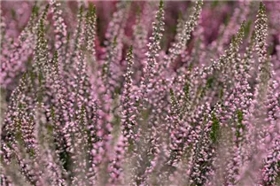 Calluna vulgaris Gardengirls® 'Lena' - Winterharte Knospenheide Gardengirls® 'Lena' Calluna vulgaris Gardengirls® 'Lena' - Winterharte Knospenheide Gardengirls® 'Lena'