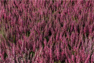 Calluna vulgaris Gardengirls® 'Lena' - Winterharte Knospenheide Gardengirls® 'Lena' Calluna vulgaris Gardengirls® 'Lena' - Winterharte Knospenheide Gardengirls® 'Lena'