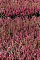 Calluna vulgaris Gardengirls® 'Lena' - Winterharte Knospenheide Gardengirls® 'Lena' Calluna vulgaris Gardengirls® 'Lena' - Winterharte Knospenheide Gardengirls® 'Lena'