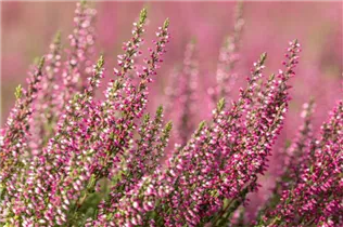 Calluna vulgaris Gardengirls® 'Lena' - Winterharte Knospenheide Gardengirls® 'Lena' Calluna vulgaris Gardengirls® 'Lena' - Winterharte Knospenheide Gardengirls® 'Lena'