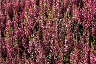 Calluna vulgaris Gardengirls® 'Lena' - Winterharte Knospenheide Gardengirls® 'Lena' Calluna vulgaris Gardengirls® 'Lena' - Winterharte Knospenheide Gardengirls® 'Lena'