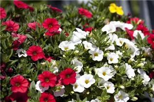 Calibrachoa SUPERBELLS™ - Zauberglöckchen SUPERBELLS™ Calibrachoa SUPERBELLS™ - Zauberglöckchen SUPERBELLS™