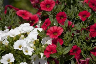 Calibrachoa SUPERBELLS™ - Zauberglöckchen SUPERBELLS™ Calibrachoa SUPERBELLS™ - Zauberglöckchen SUPERBELLS™