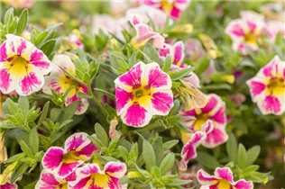 Calibrachoa SUPERBELLS™ - Zauberglöckchen SUPERBELLS™ Calibrachoa SUPERBELLS™ - Zauberglöckchen SUPERBELLS™