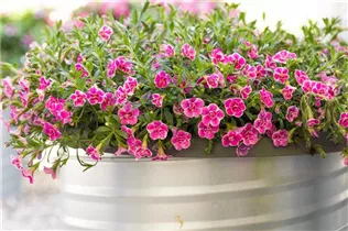Calibrachoa SUPERBELLS™ - Zauberglöckchen SUPERBELLS™ Calibrachoa SUPERBELLS™ - Zauberglöckchen SUPERBELLS™