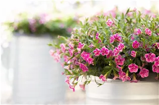 Calibrachoa SUPERBELLS™ - Zauberglöckchen SUPERBELLS™ Calibrachoa SUPERBELLS™ - Zauberglöckchen SUPERBELLS™