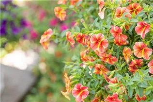 Calibrachoa SUPERBELLS™ - Zauberglöckchen SUPERBELLS™ Calibrachoa SUPERBELLS™ - Zauberglöckchen SUPERBELLS™