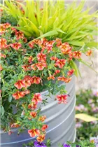 Calibrachoa SUPERBELLS™ - Zauberglöckchen SUPERBELLS™ Calibrachoa SUPERBELLS™ - Zauberglöckchen SUPERBELLS™