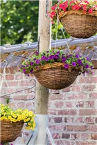 Calibrachoa SUPERBELLS™ - Zauberglöckchen SUPERBELLS™ Calibrachoa SUPERBELLS™ - Zauberglöckchen SUPERBELLS™