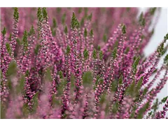 Calluna vulgaris Gardengirls® 'Lilli' - Winterharte Knospenheide Gardengirls® 'Lilli' Calluna vulgaris Gardengirls® 'Lilli' - Winterharte Knospenheide Gardengirls® 'Lilli'
