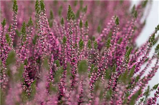 Calluna vulgaris Gardengirls® 'Lilli' - Winterharte Knospenheide Gardengirls® 'Lilli' Calluna vulgaris Gardengirls® 'Lilli' - Winterharte Knospenheide Gardengirls® 'Lilli'