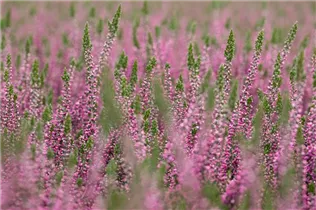 Calluna vulgaris Gardengirls® 'Lilli' - Winterharte Knospenheide Gardengirls® 'Lilli' Calluna vulgaris Gardengirls® 'Lilli' - Winterharte Knospenheide Gardengirls® 'Lilli'