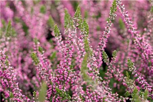 Calluna vulgaris Gardengirls® 'Lilli' - Winterharte Knospenheide Gardengirls® 'Lilli' Calluna vulgaris Gardengirls® 'Lilli' - Winterharte Knospenheide Gardengirls® 'Lilli'