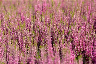 Calluna vulgaris Gardengirls® 'Lilli' - Winterharte Knospenheide Gardengirls® 'Lilli' Calluna vulgaris Gardengirls® 'Lilli' - Winterharte Knospenheide Gardengirls® 'Lilli'