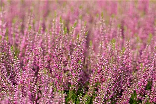 Calluna vulgaris Gardengirls® 'Lilli' - Winterharte Knospenheide Gardengirls® 'Lilli' Calluna vulgaris Gardengirls® 'Lilli' - Winterharte Knospenheide Gardengirls® 'Lilli'