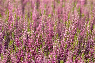 Calluna vulgaris Gardengirls® 'Lilli' - Winterharte Knospenheide Gardengirls® 'Lilli' Calluna vulgaris Gardengirls® 'Lilli' - Winterharte Knospenheide Gardengirls® 'Lilli'