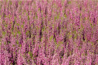 Calluna vulgaris Gardengirls® 'Lilli' - Winterharte Knospenheide Gardengirls® 'Lilli' Calluna vulgaris Gardengirls® 'Lilli' - Winterharte Knospenheide Gardengirls® 'Lilli'