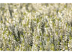 Calluna vulgaris Gardengirls® 'Madonna'(s) - Winterharte Knospenheide Gardengirls® 'Madonna'(s) Calluna vulgaris Gardengirls® 'Madonna'(s) - Winterharte Knospenheide Gardengirls® 'Madonna'(s)