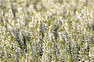 Calluna vulgaris Gardengirls® 'Madonna'(s) - Winterharte Knospenheide Gardengirls® 'Madonna'(s) Calluna vulgaris Gardengirls® 'Madonna'(s) - Winterharte Knospenheide Gardengirls® 'Madonna'(s)