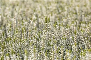 Calluna vulgaris Gardengirls® 'Madonna'(s) - Winterharte Knospenheide Gardengirls® 'Madonna'(s) Calluna vulgaris Gardengirls® 'Madonna'(s) - Winterharte Knospenheide Gardengirls® 'Madonna'(s)