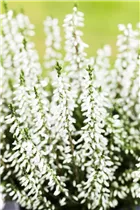 Calluna vulgaris Gardengirls® 'Madonna'(s) - Winterharte Knospenheide Gardengirls® 'Madonna'(s) Calluna vulgaris Gardengirls® 'Madonna'(s) - Winterharte Knospenheide Gardengirls® 'Madonna'(s)