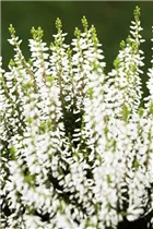 Calluna vulgaris Gardengirls® 'Madonna'(s) - Winterharte Knospenheide Gardengirls® 'Madonna'(s) Calluna vulgaris Gardengirls® 'Madonna'(s) - Winterharte Knospenheide Gardengirls® 'Madonna'(s)