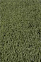 Calluna vulgaris Gardengirls® 'Madonna'(s) - Winterharte Knospenheide Gardengirls® 'Madonna'(s) Calluna vulgaris Gardengirls® 'Madonna'(s) - Winterharte Knospenheide Gardengirls® 'Madonna'(s)