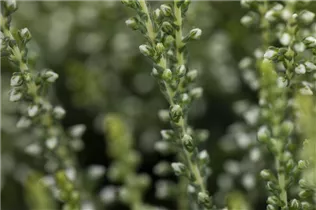 Calluna vulgaris Gardengirls® 'Madonna'(s) - Winterharte Knospenheide Gardengirls® 'Madonna'(s) Calluna vulgaris Gardengirls® 'Madonna'(s) - Winterharte Knospenheide Gardengirls® 'Madonna'(s)