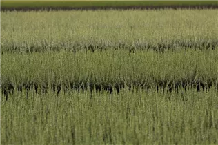 Calluna vulgaris Gardengirls® 'Madonna'(s) - Winterharte Knospenheide Gardengirls® 'Madonna'(s) Calluna vulgaris Gardengirls® 'Madonna'(s) - Winterharte Knospenheide Gardengirls® 'Madonna'(s)