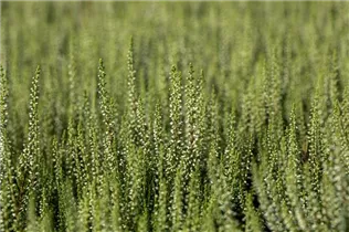 Calluna vulgaris Gardengirls® 'Madonna'(s) - Winterharte Knospenheide Gardengirls® 'Madonna'(s) Calluna vulgaris Gardengirls® 'Madonna'(s) - Winterharte Knospenheide Gardengirls® 'Madonna'(s)