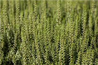 Calluna vulgaris Gardengirls® 'Madonna'(s) - Winterharte Knospenheide Gardengirls® 'Madonna'(s) Calluna vulgaris Gardengirls® 'Madonna'(s) - Winterharte Knospenheide Gardengirls® 'Madonna'(s)
