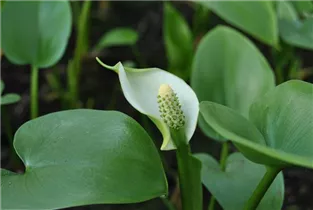 Calla palustris - Schlangenwurz