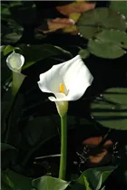Calla palustris - Schlangenwurz