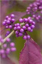 Callicarpa bodinieri var. giraldii 'Profusion' - Chinesische Schönfrucht 'Profusion' Callicarpa bodinieri var. giraldii 'Profusion' - Chinesische Schönfrucht 'Profusion'