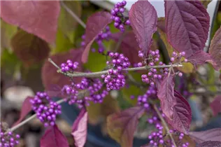 Callicarpa bodinieri var. giraldii 'Profusion' - Chinesische Schönfrucht 'Profusion' Callicarpa bodinieri var. giraldii 'Profusion' - Chinesische Schönfrucht 'Profusion'