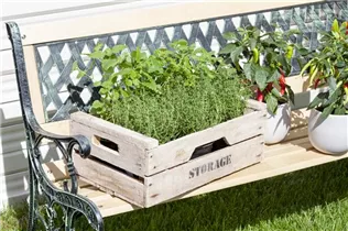 Calamintha officinalis - Bergminze Calamintha officinalis - Bergminze