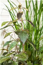 Callicarpa bodinieri var. giraldii 'Profusion' - Chinesische Schönfrucht 'Profusion' Callicarpa bodinieri var. giraldii 'Profusion' - Chinesische Schönfrucht 'Profusion'