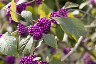 Callicarpa bodinieri var. giraldii 'Profusion' - Chinesische Schönfrucht 'Profusion' Callicarpa bodinieri var. giraldii 'Profusion' - Chinesische Schönfrucht 'Profusion'