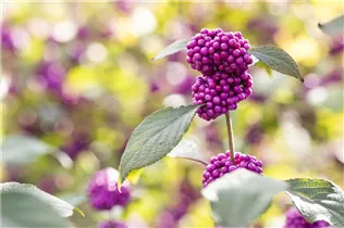 Callicarpa bodinieri var. giraldii 'Profusion' - Chinesische Schönfrucht 'Profusion' Callicarpa bodinieri var. giraldii 'Profusion' - Chinesische Schönfrucht 'Profusion'