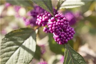 Callicarpa bodinieri var. giraldii 'Profusion' - Chinesische Schönfrucht 'Profusion' Callicarpa bodinieri var. giraldii 'Profusion' - Chinesische Schönfrucht 'Profusion'