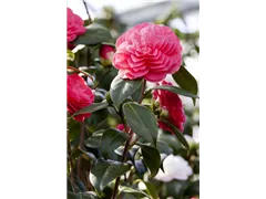 Camellia japonica 'April Dawn' - Kamelie 'April Dawn' Camellia japonica 'April Dawn' - Kamelie 'April Dawn'